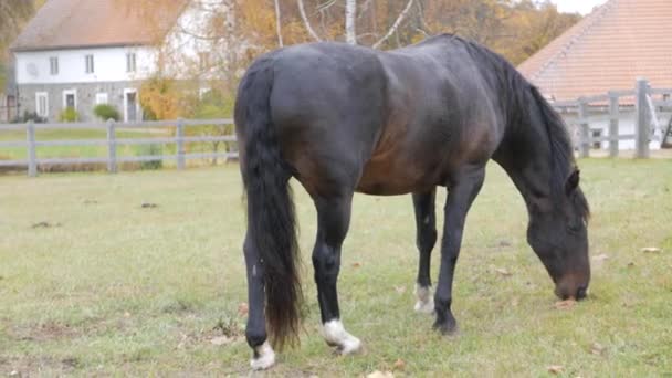 Pferd weidet auf Bauernhof — Stockvideo