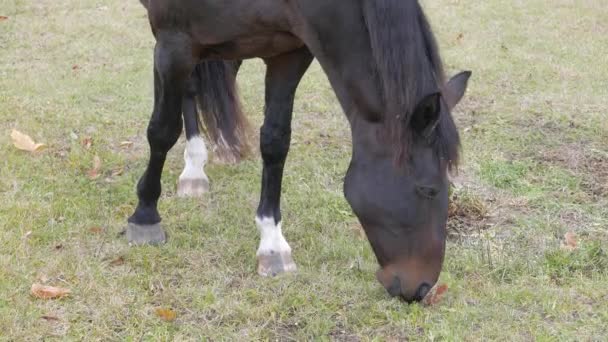 Pastoreo de caballos en la granja — Vídeo de stock