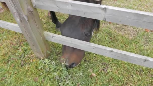 Pascolo di cavalli in fattoria — Video Stock