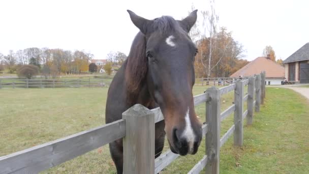 Pastoreo de caballos en la granja — Vídeo de stock