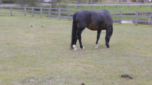 Horse grazing in farm — Stock Video