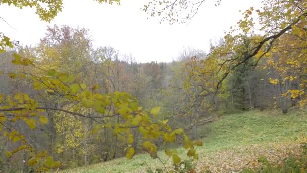 Paesaggio autunnale, 4K — Video Stock