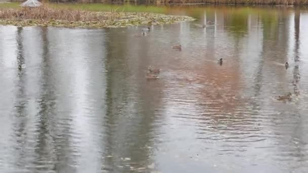 Ducks swimming in swamp in autumn — Stock Video