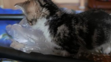 Oynayan sevimli kedicik