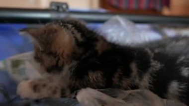 Oynayan sevimli kedicik