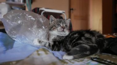 Oynayan sevimli kedicik