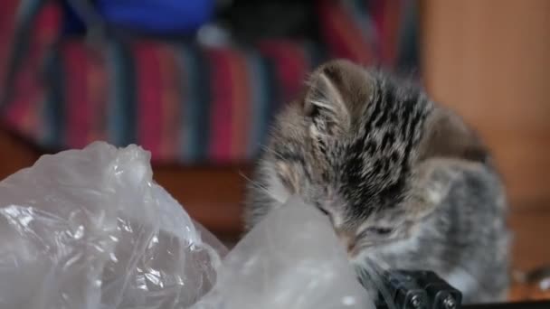Ładny mały kot gry — Wideo stockowe