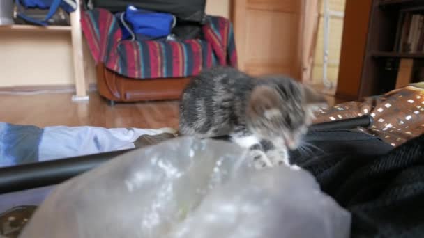 Niedliche kleine Katze beim Spielen — Stockvideo