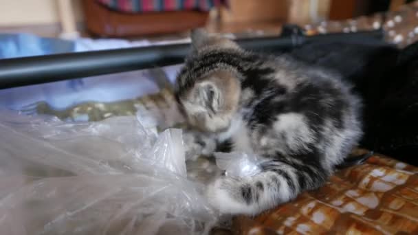 Lindo pequeño gato jugando — Vídeos de Stock