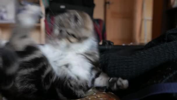 Симпатичная маленькая кошка играет — стоковое видео
