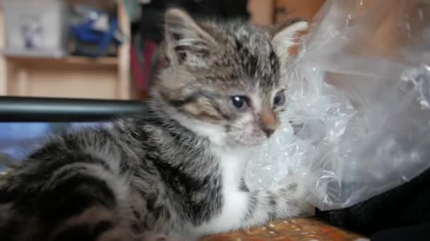 Lindo pequeño gato jugando — Vídeo de stock