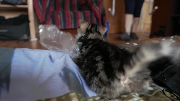 귀여운 작은 고양이 재생 — 비디오