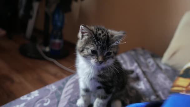 Carino piccolo gatto giocare — Video Stock