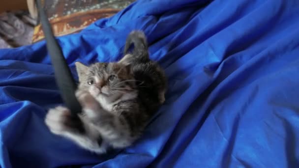 Schattige kleine kat spelen — Stockvideo