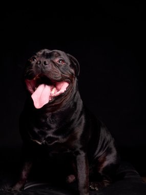 Bir köpeğin portresi.