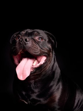 Bir köpeğin portresi.