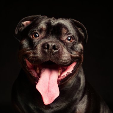 Bir köpeğin portresi.