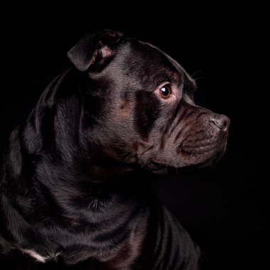 Bir köpeğin portresi.
