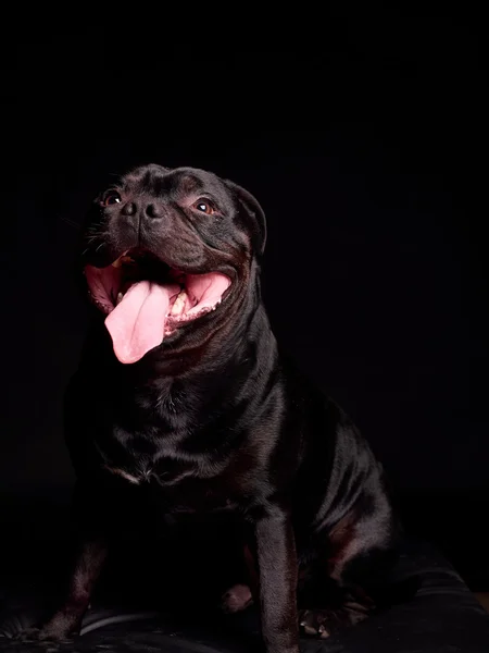 Portrait of a dog — Stock Photo, Image