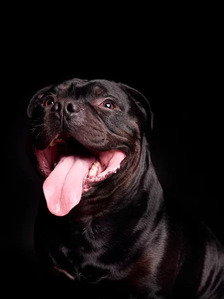 Retrato de un perro —  Fotos de Stock