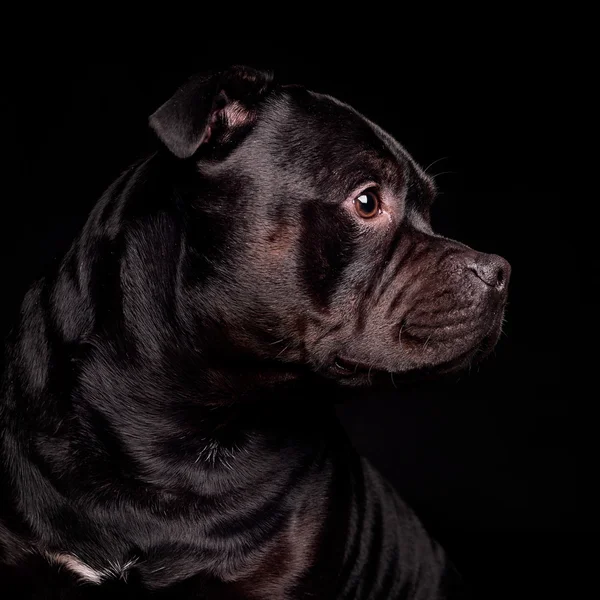 Portrait of a dog — Stock Photo, Image