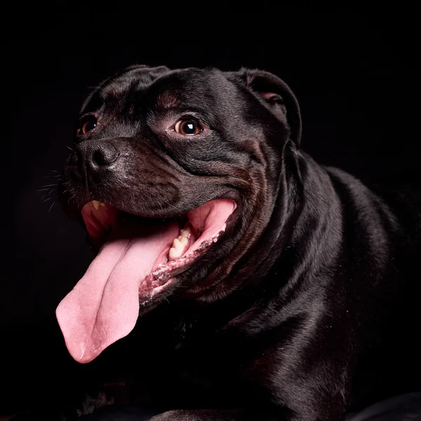 Portretul unui câine — Fotografie, imagine de stoc