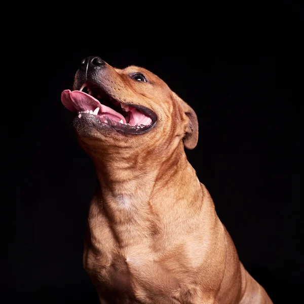 狗的肖像 — 图库照片