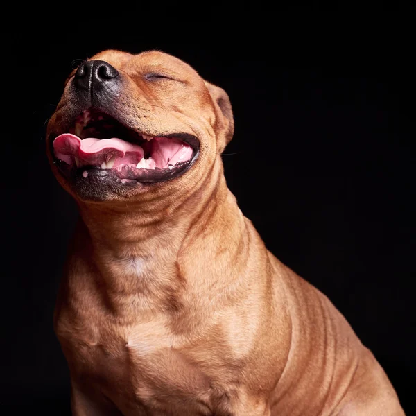 Portret van een hond — Stockfoto