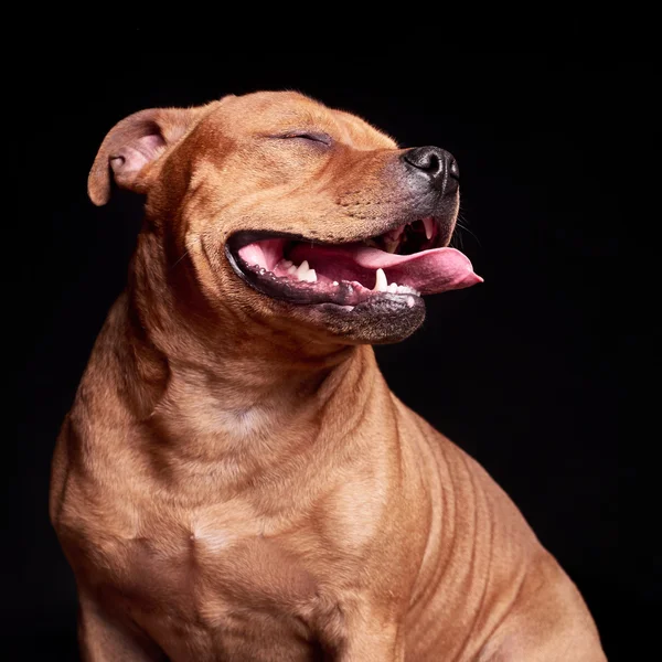 Bir köpeğin portresi. — Stok fotoğraf