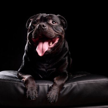 Bir köpeğin portresi.