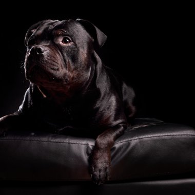 Bir köpeğin portresi.