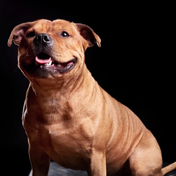 Porträt eines Hundes — Stockfoto