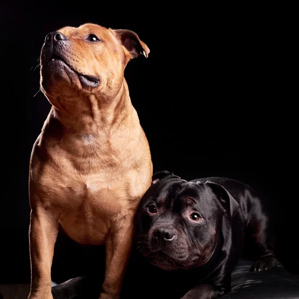 Retrato de un perro —  Fotos de Stock