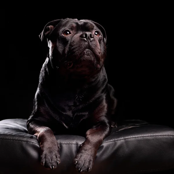 Retrato de un perro —  Fotos de Stock