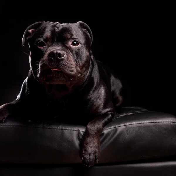 Retrato de un perro —  Fotos de Stock