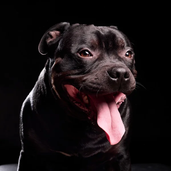 Portret van een hond — Stockfoto