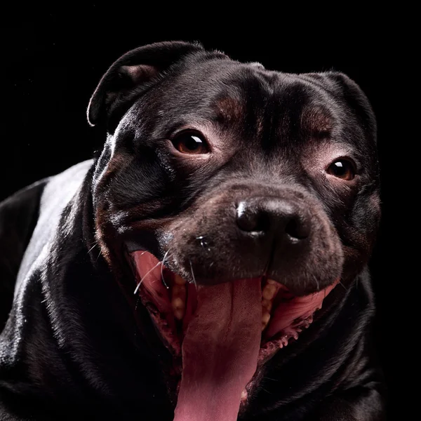 Porträt eines Hundes — Stockfoto