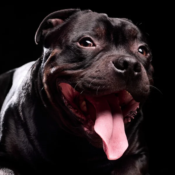 Porträt eines Hundes — Stockfoto