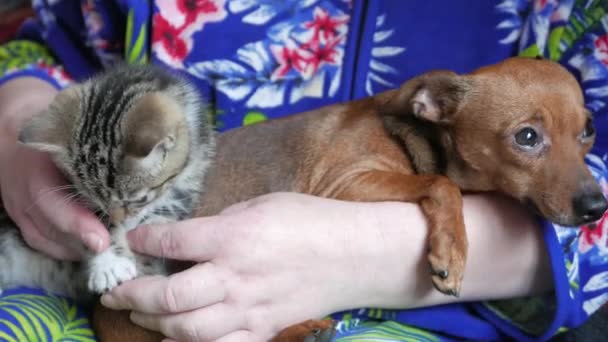 Katt och hund i armar — Stockvideo
