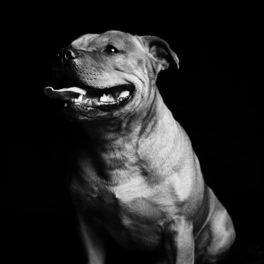 Bir köpeğin portresi.
