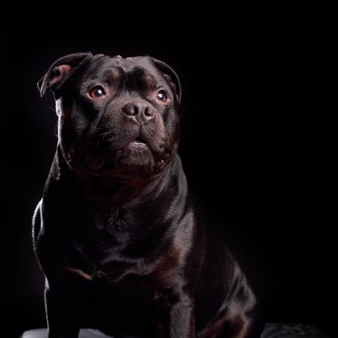 Bir köpeğin portresi.
