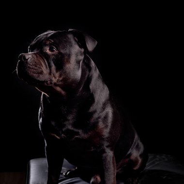 Bir köpeğin portresi.