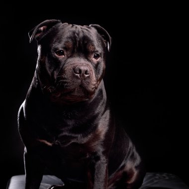 Bir köpeğin portresi.