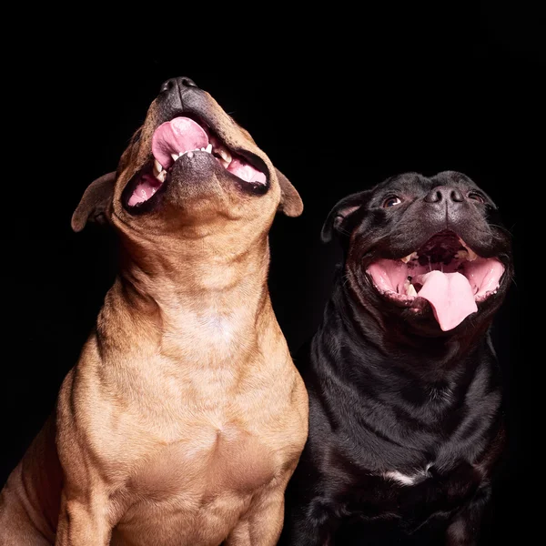 Porträt eines Hundes — Stockfoto