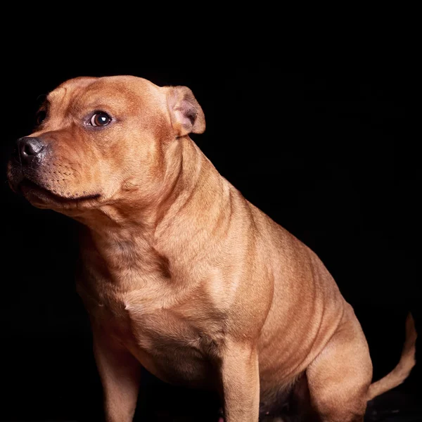 Portrait of a dog — Stock Photo, Image