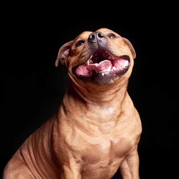 Portret van een hond — Stockfoto