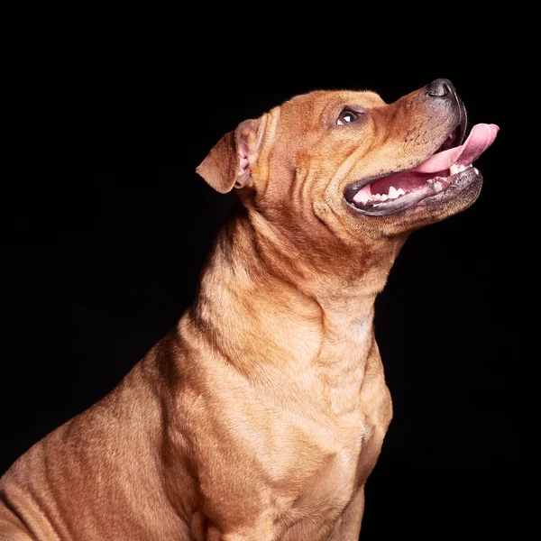 Portrait of a dog — Stock Photo, Image