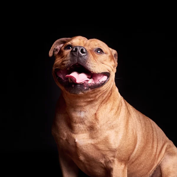 Portrait of a dog — Stock Photo, Image