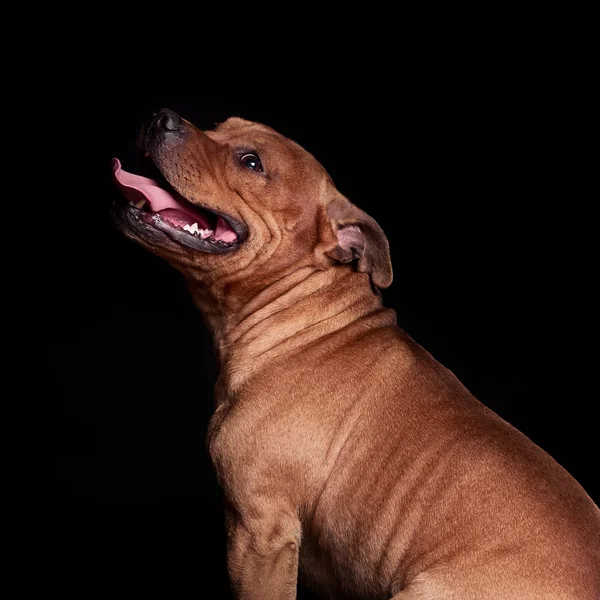 Portret van een hond — Stockfoto