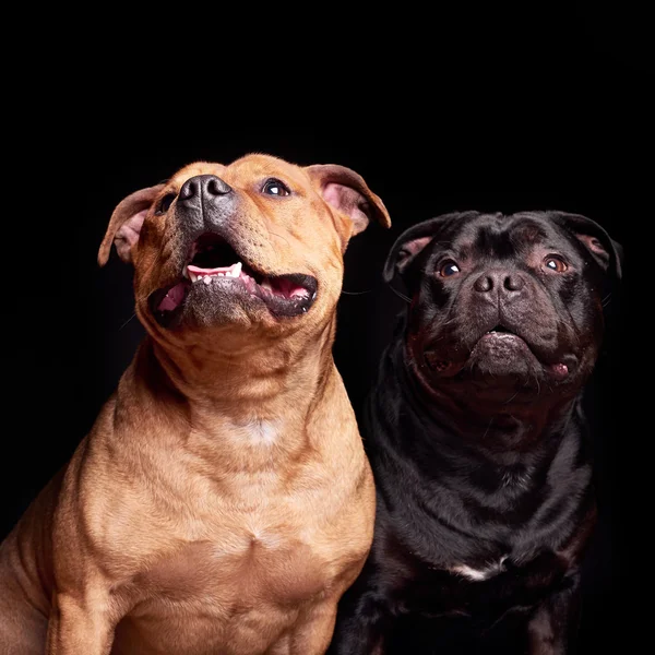 Portret van een hond — Stockfoto